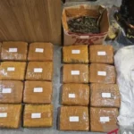 Polda Metro Jaya Berhasil Gagalkan Peredaran Ganja 18 Kg di Jakarta Barat