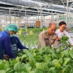 Greenhouse SPPG Palmerah PMJ Panen Sawi dan Nila untuk Pasok Menu MBG